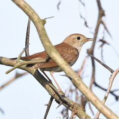 Close view of Luscinia megarhynchos posing on the branch.