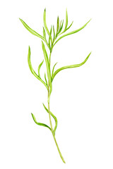 Tarragon watercolor drawing isolated on transparent background. Botanical hand drawn illustration. Fragrant kitchen herbs, spices for mediterranean cuisine.