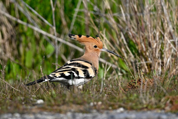 Eurasian hoopoe // Wiedehopf (Upupa epops) - Greece © bennytrapp