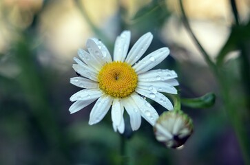 daisy flower