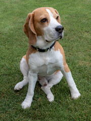 Cute beagle on grass