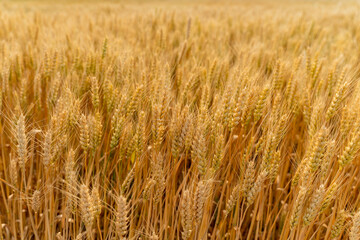 Closeup of wheat in a golden wheat field