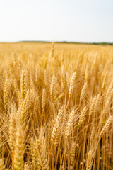 Closeup of wheat in a golden wheat field