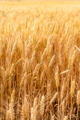 Closeup of wheat in a golden wheat field