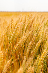 Closeup of wheat in a golden wheat field