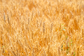 Closeup of wheat in a golden wheat field