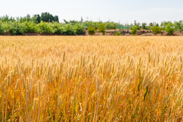 golden wheat field