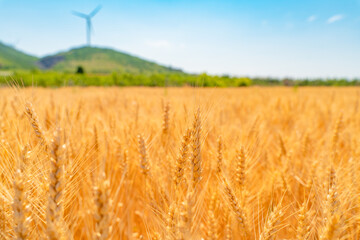 Golden wheat field under the blue sky and white clouds
