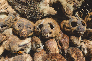 Dried Animal Skulls on the Akodessewa Fetish Market near Togo, West Africa