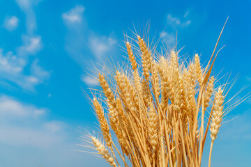 Close up of a handful of golden wheat held up under the blue sky