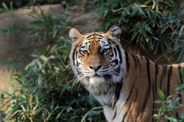 Obraz premium アムールトラの顔のアップ