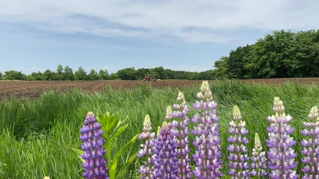 Distant shadow of a large tractor plowing a field and purple lupine (L. polyphyllum, Garden lupin, Russell's lupine) in the meadow.