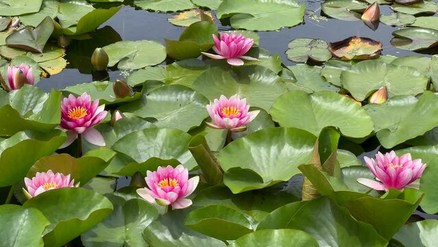 4K Movie: Light red waterlily (Nymphaea laydekeri purpurata, スイレン) blooming in a pond in early summer when Lurid Damselflies are dancing.