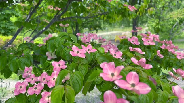 4K Movie: Cornus kousa satomi (safflower yamaboshi, ベニバナヤマボウシ) with light red flowers that sway in the early summer breeze.