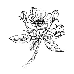vector coloring page with flower, line art