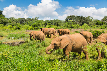 Nairobi Elephant Orphanage, Kenya - 611980224