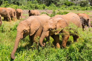 Baby Elephants in Green Landscape, Kenya - 611980262