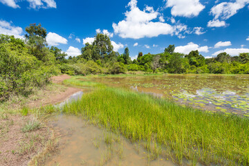 Beautiful Lily Lake in Karura Forest, Nairobi, Kenya - 611980601
