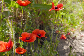 Red poppy flowers in the field. Wild poppy flowers - soft focus. Banner. Side view, copy space.