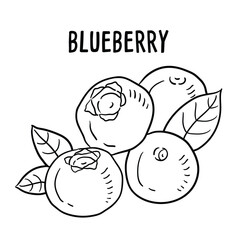 Vector hand drawn Blueberry Illustration.