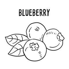 Vector hand drawn Blueberry Illustration.