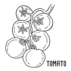Vector hand drawn tomato Illustration.

