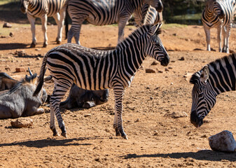 Fototapeta na wymiar Young zebra between other zebras of a herd. Photographed in South Africa.