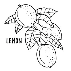 Lemon. vector hand drawn illustration