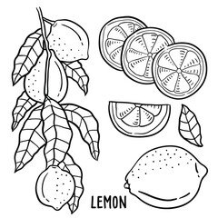 Lemon. vector hand drawn illustration