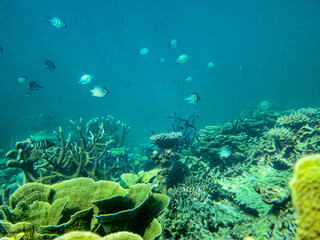 Underwater coral reef background

