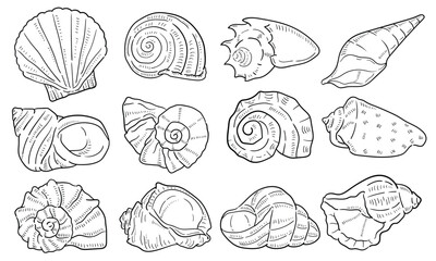 shellfish. vector hand drawn illustration - obrazy, fototapety, plakaty