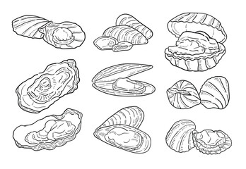 shellfish. vector hand drawn illustration