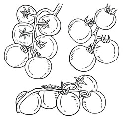 Vector hand drawn tomato Illustration.
