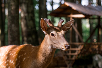 Obraz premium Portrait. A little fawn walks in a paddock on a ranch, on a private eco farm or in a contact zoo. Animal husbandry. Love for animals.
