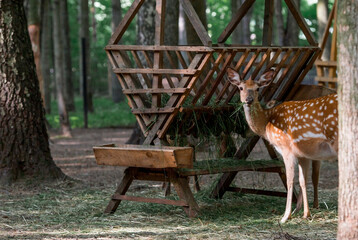 Portrait. A little fawn walks in a paddock on a ranch, on a private eco farm or in a contact zoo....