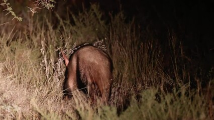 an Aardvark on the move