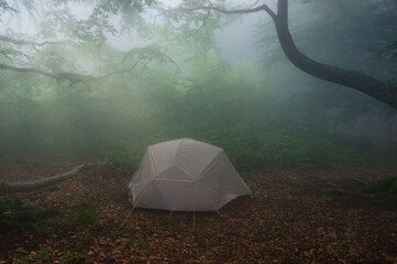 Gray tourist tent at the edge of the forest in dense fog. Foggy morning in the summer forest