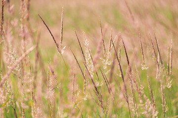 Wild summer grasses with shallow depth of field. Soft vegetable summer texture, natural background