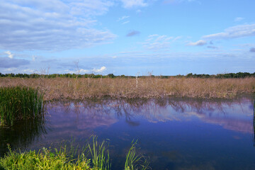 Rozlewisko wodne porośnięte drobnymi suchymi krzewami. 