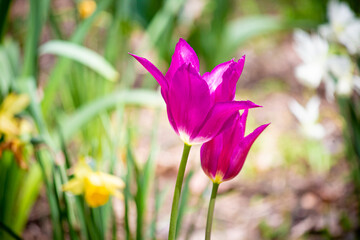 Fototapeta premium Lily-colored tulip, in the garden., tulip lilyflower.
