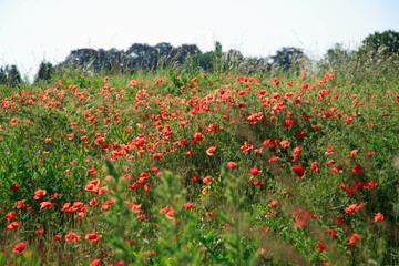 Mohnblume Wiese Natur