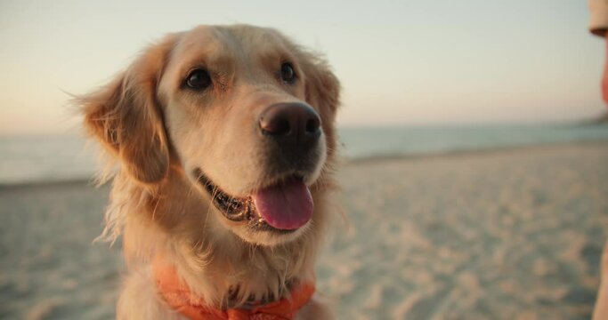 Close-up portrait of a light dog on the beach. Cute big dog looking at the camera with open mouth and tongue hanging out on the beach in the morning