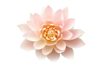 pink lotus flower isolated PNG