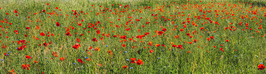 Fototapeta premium poppy field in summer