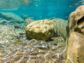 Plenty of fish in the crystal clear lake