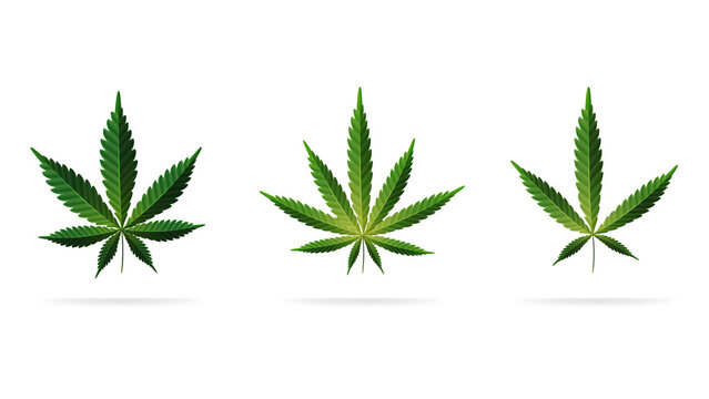 Green cartoon leaves of cannabis. Set of cannabis leafs, sativa, indica and ruderalis