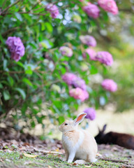 キラキラ紫陽花とウサギ