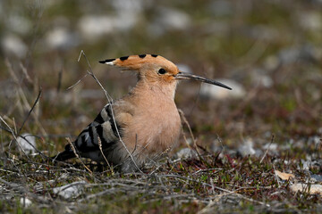 Wiedehopf // Eurasian hoopoe (Upupa epops) - Greece © bennytrapp