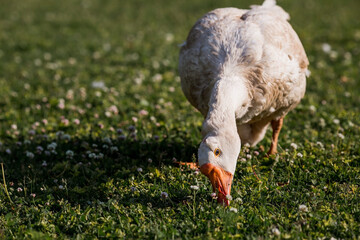 White domestic geese at the poultry farm stand on the green grass and nibble grass in nature on a hot sunny day. Breeding of birds. Household.