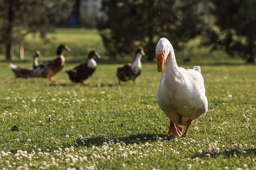 White domestic geese at the poultry farm stand on the green grass and nibble grass in nature on a...
